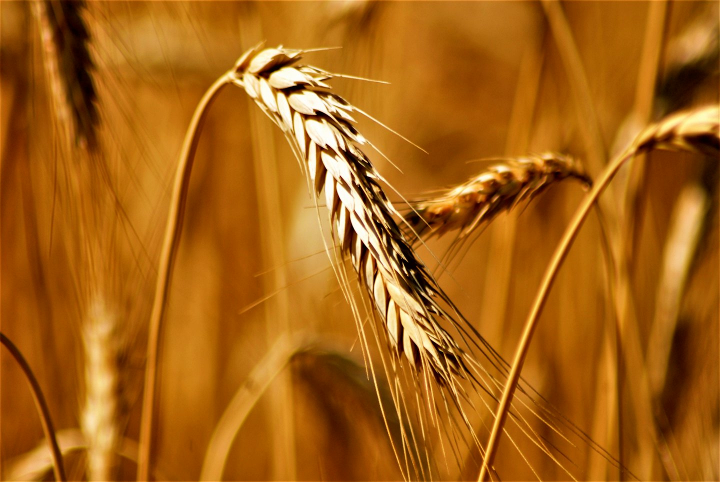 Spighe di grano dorato che ondeggiano in un campo pronto per il raccolto.