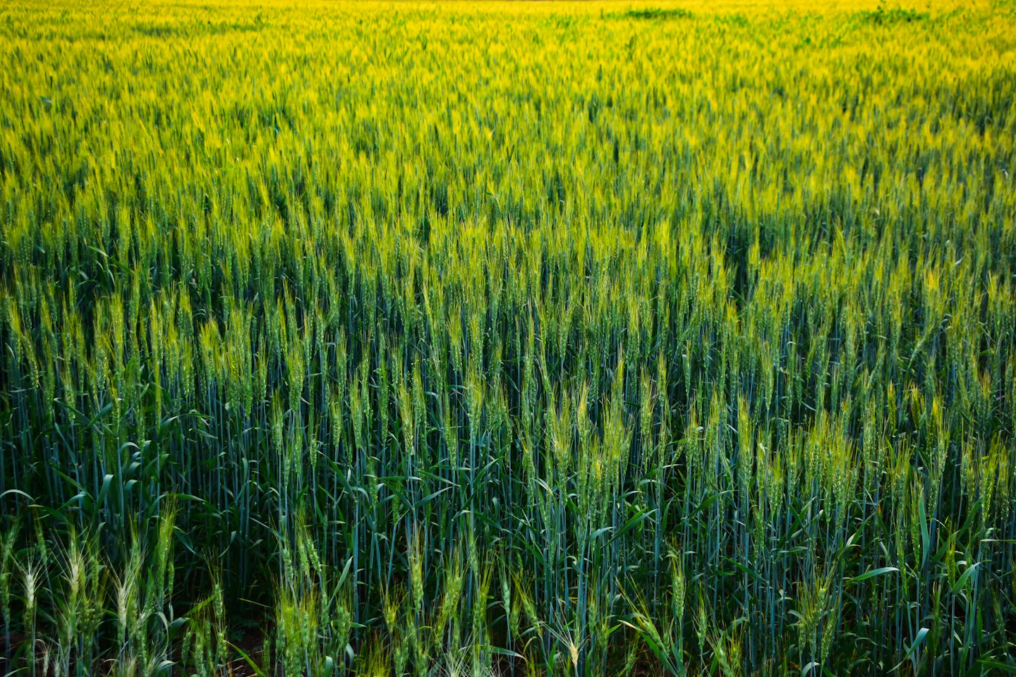 Steli alti di grano verde che crescono in un campo.