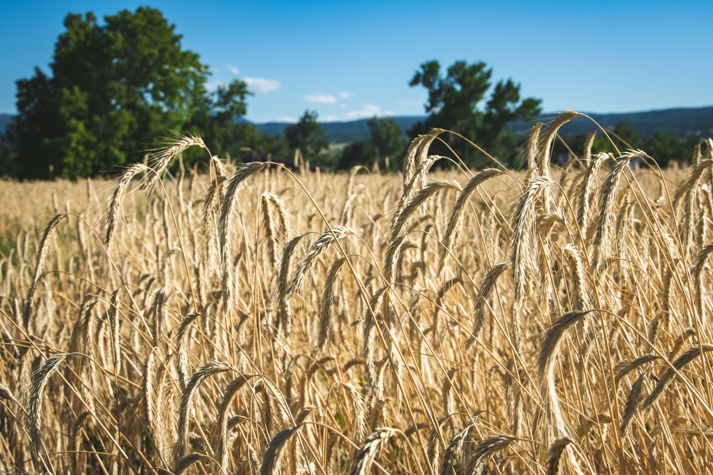 Spighe di grano dorate ondeggiano in un campo agricolo soleggiato.