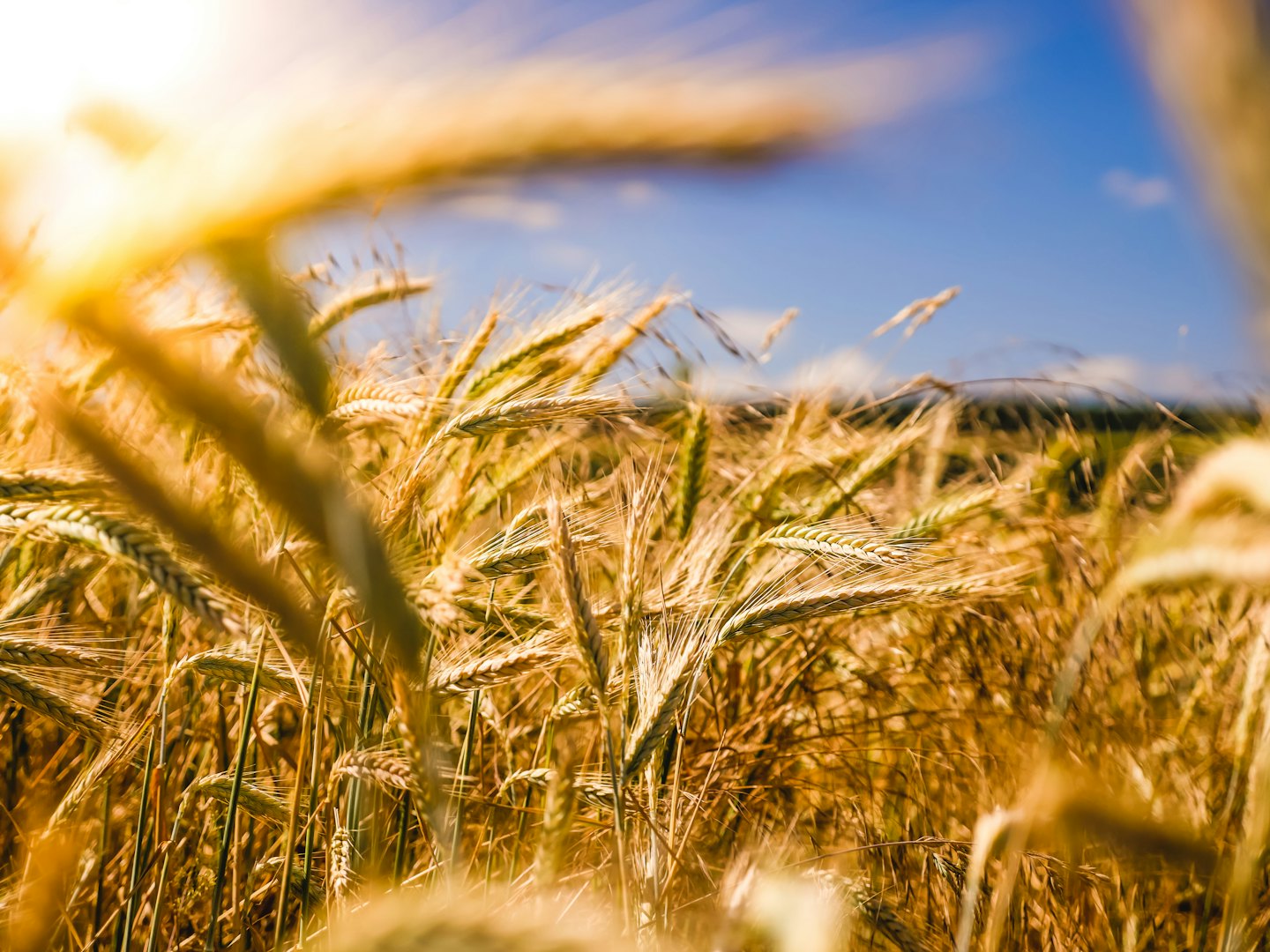 Spighe di grano dorate che maturano in un campo illuminato dal sole.