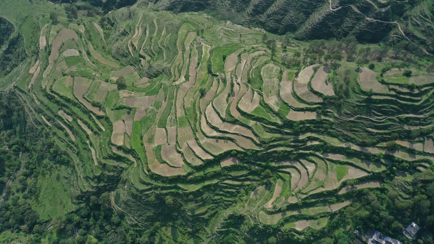Terrazzamenti agricoli verdi e marroni salgono su un pendio.